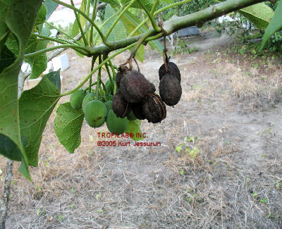 dried seedpods physic nut tree