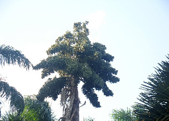 Talipot palm with fruits