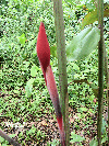 Nicolaia elatioryoung flowering bud 