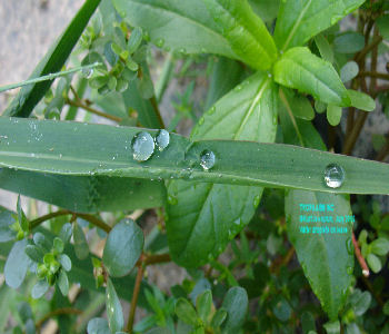 Water droplets on leave