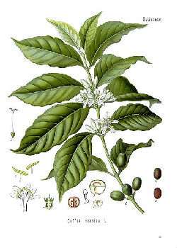 Coffea arabica; Green Coffee bean
