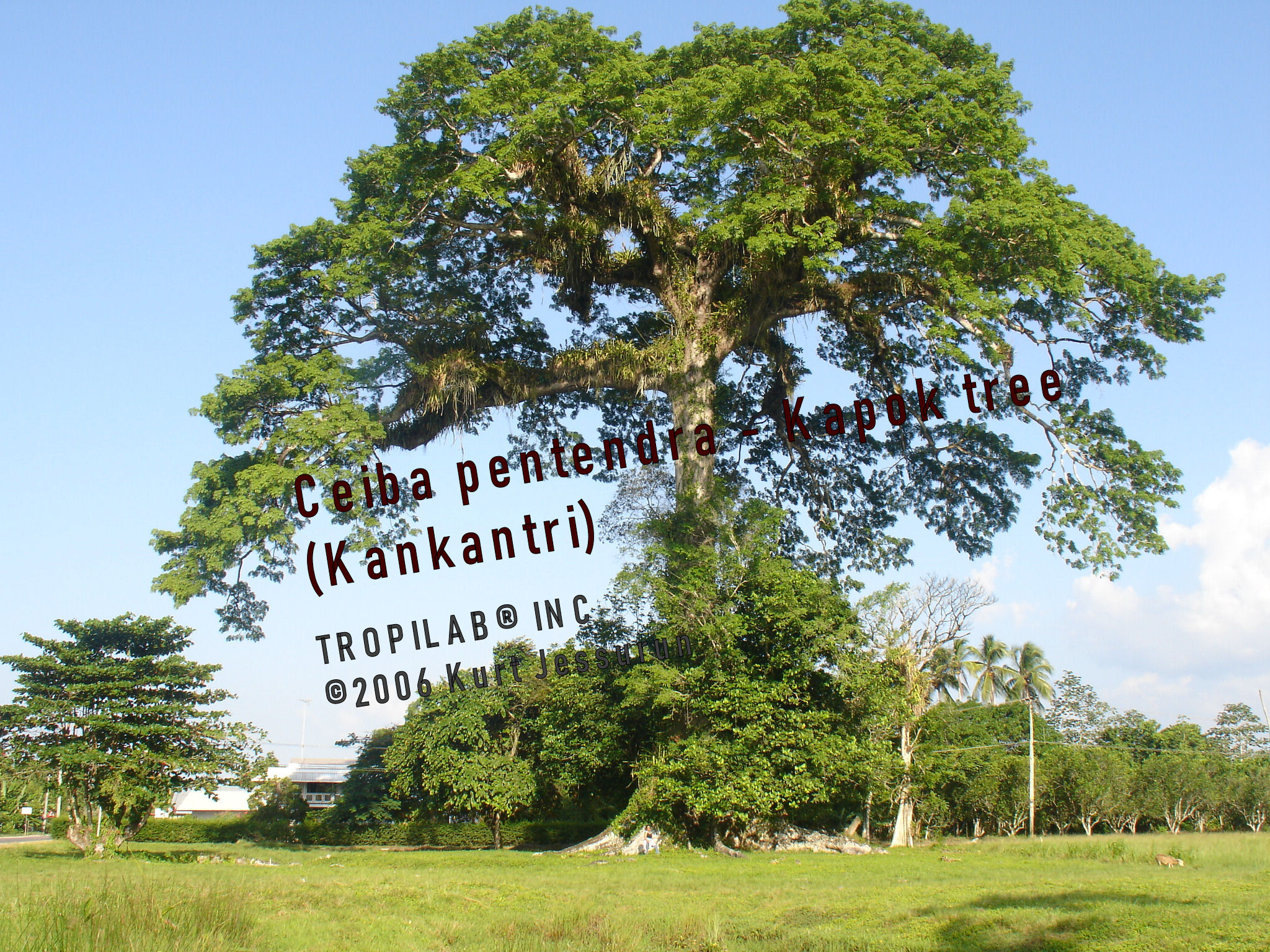 Ceiba pentandra - Kapok tree
