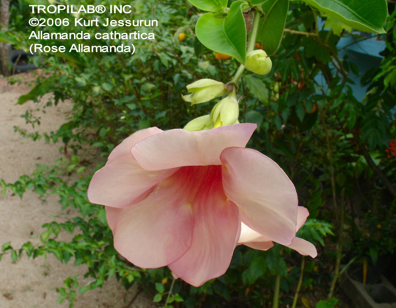 Allamanda cathartica - Golden trumpet vine rose flower