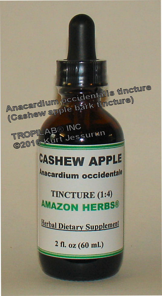 Anacardium occidentale - Cashew apple tincture (Tropilab)
 properties. The leaves and bark are used against tootache, abdominal pains, inflammation, diabetes, diarrhea and as a colic 
remedy for infants. A bark infusion is used as an antiseptic vaginal douche.