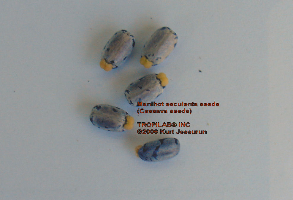 Manihot esculenta - Cassava seeds