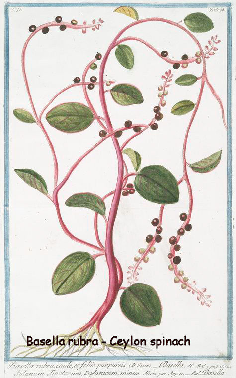 Basella alba - ceylon spinach