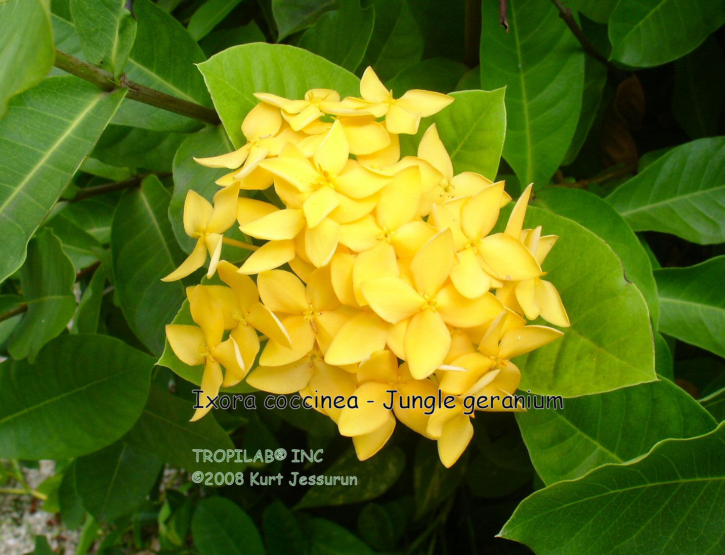 Ixora coccinea - Jungle geranium yellow