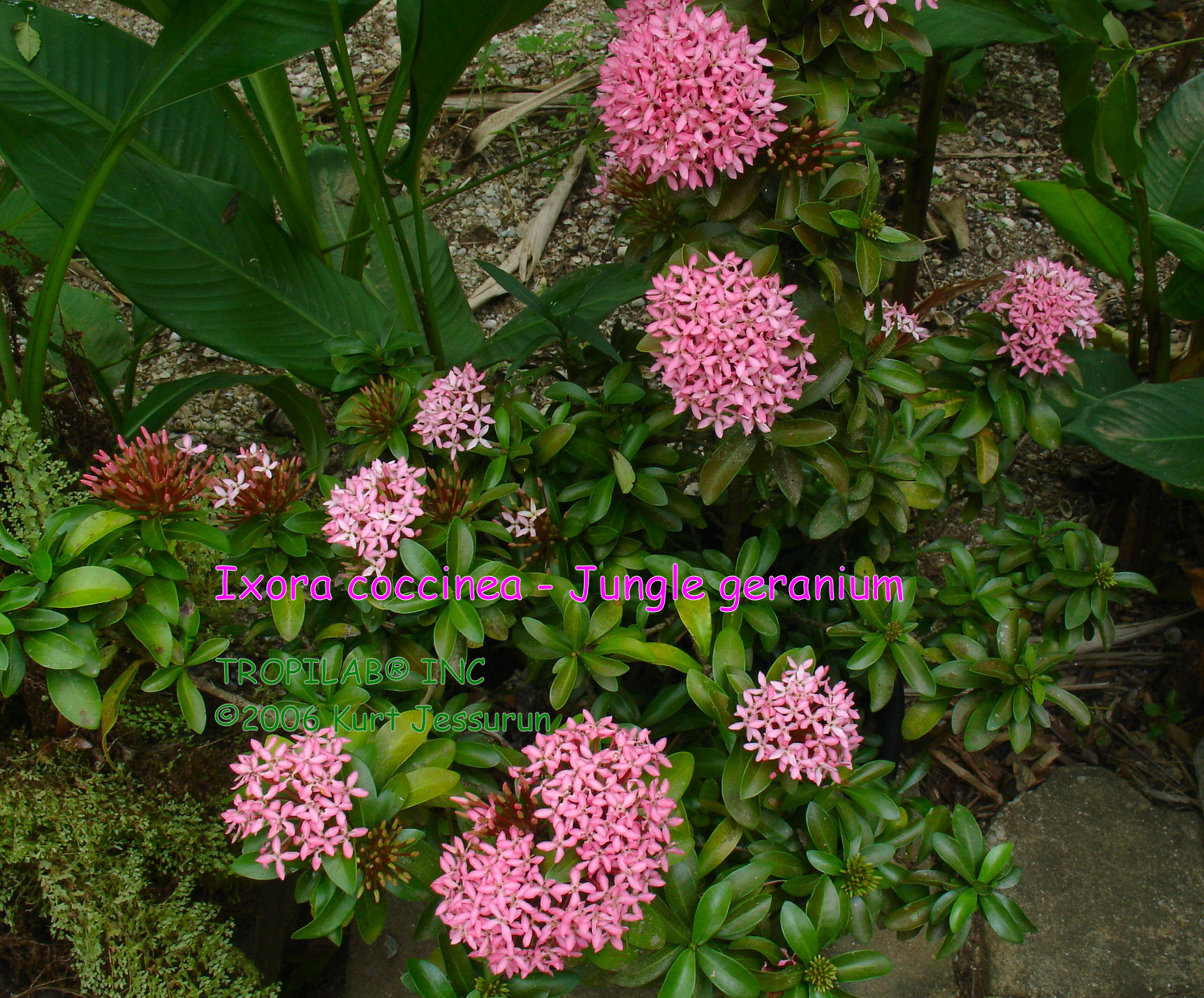 Ixora coccinea - Jungle geranium pink