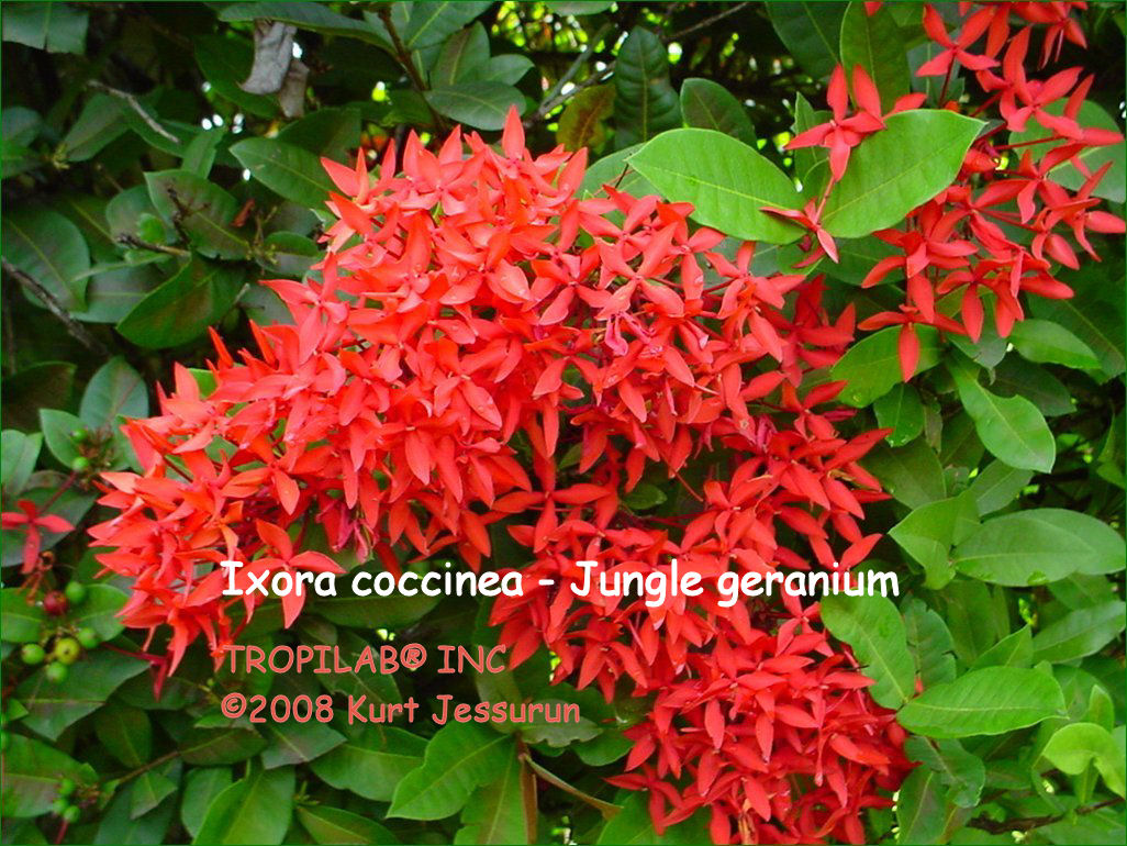 Ixora coccinea - Jungle geranium red