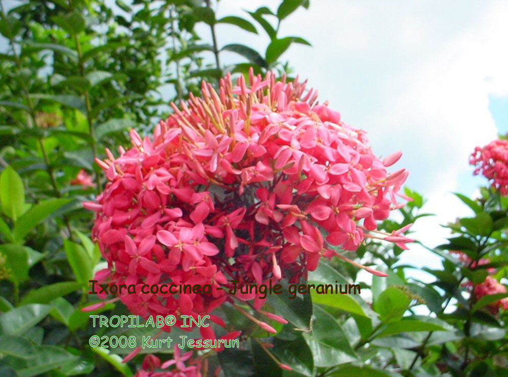 Ixora coccinea - Jungle geranium rose
