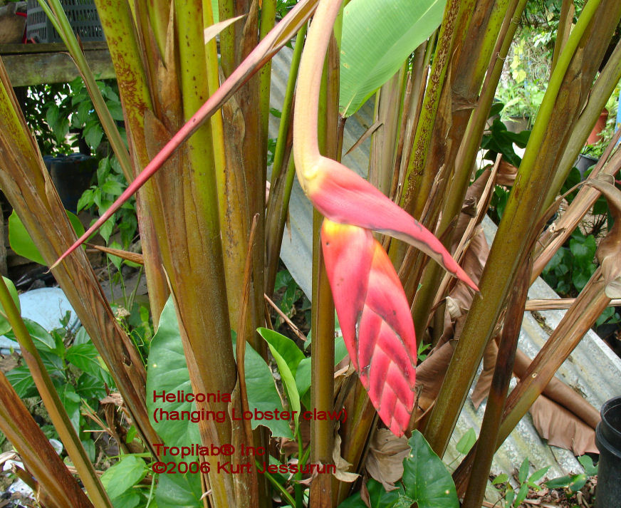 Heliconia Lobster claw 