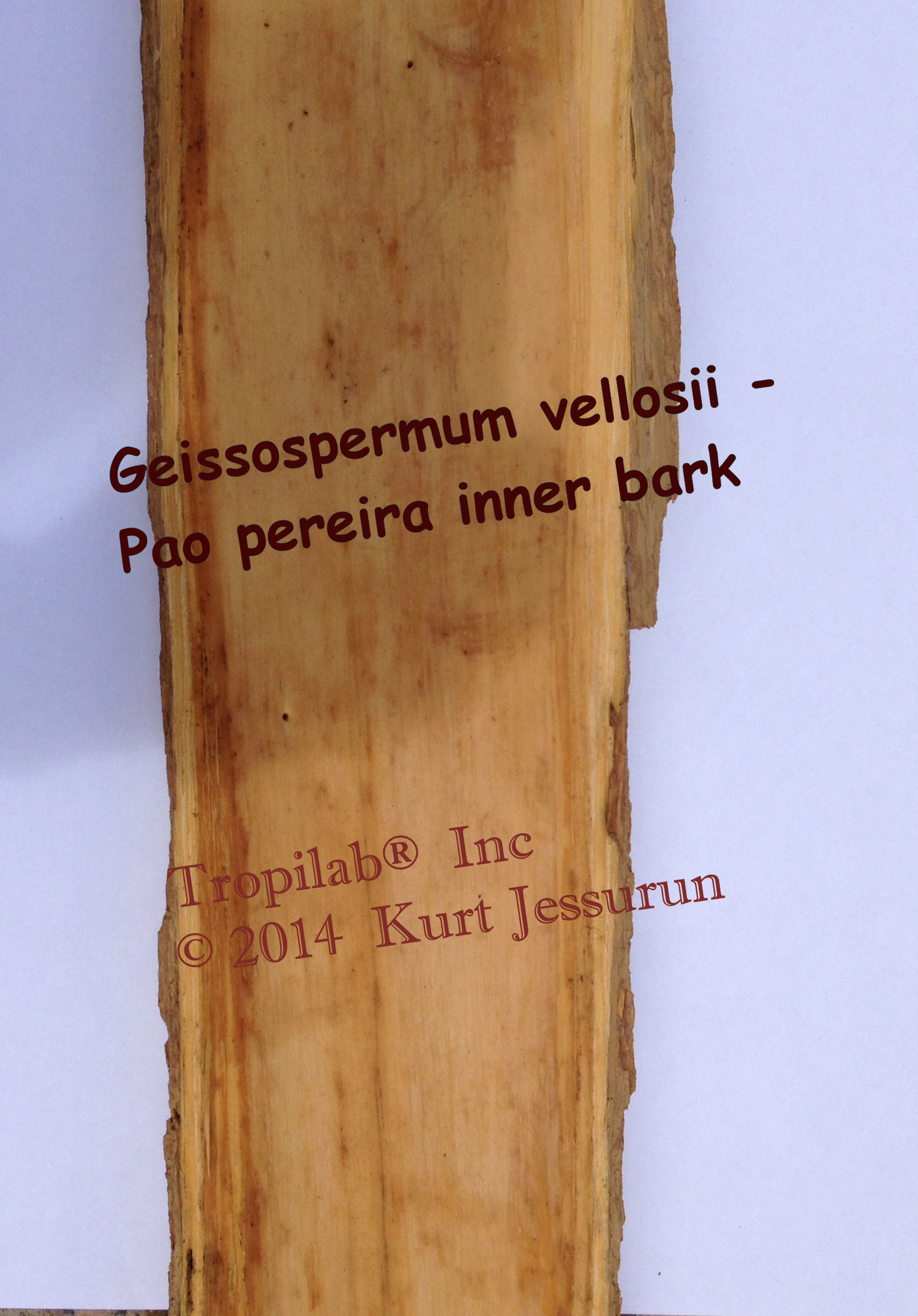 Geissospermum vellosii-Pao pereira inner bark - Tropilab Inc