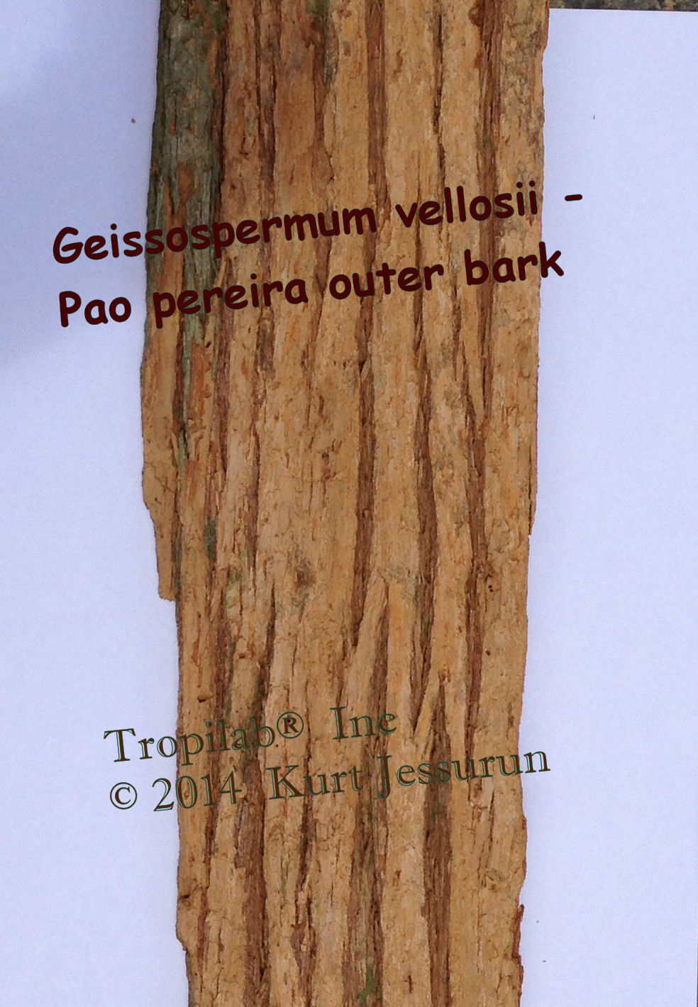 Geissospermum vellosii-Pao pereira outer bark - Tropilab Inc