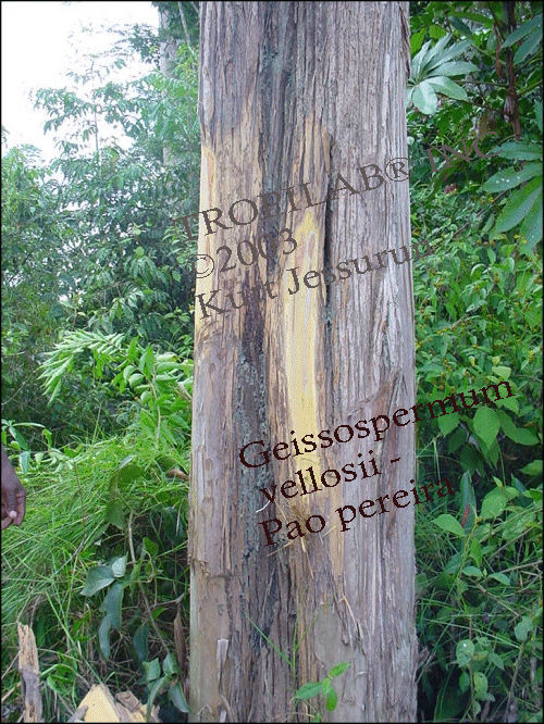 Geissospermum vellosii-Pao pereira - Tropilab Inc.