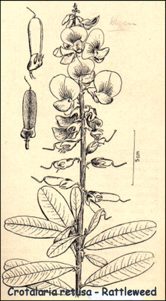 Crotalaria retusa - Rattleweed