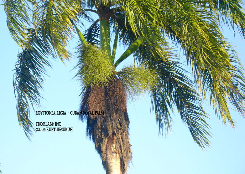 Roystonea regia - Royal Palm