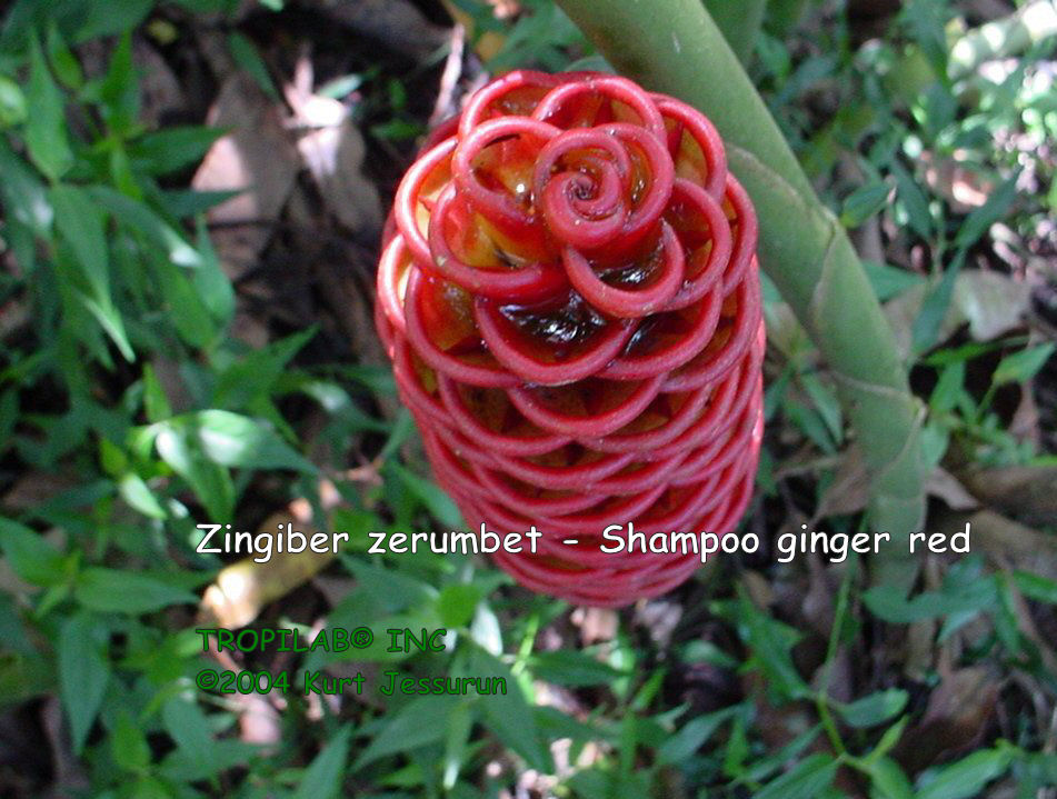Zingiber zerumbet - Shampoo ginger