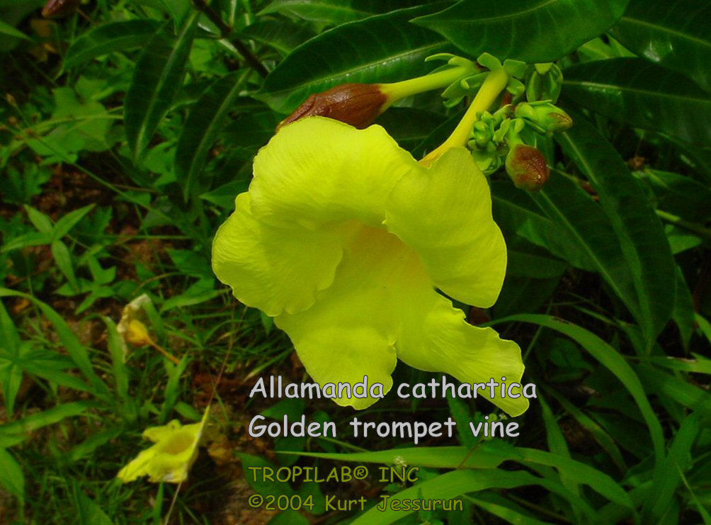 Allamanda cathartica - Golden trumpet flower