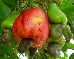 cashew fruit