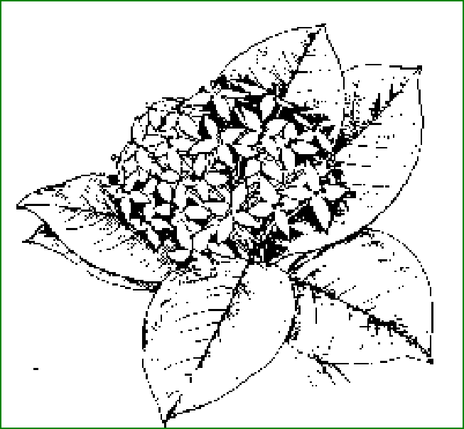 Ixora coccinea - Jungle geranium