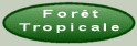Forêt Tropicale