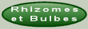 Rhizomes et bulbes