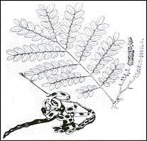 Adenanthera Pavonina
