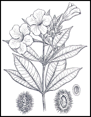 bunga: diagram bunga alamanda