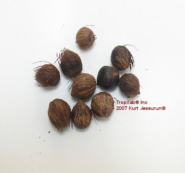 Euterpe oleracea - Acai seeds