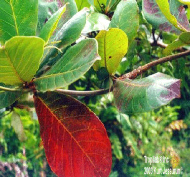 Terminalia Catappa L. TROPICAL ALMOND