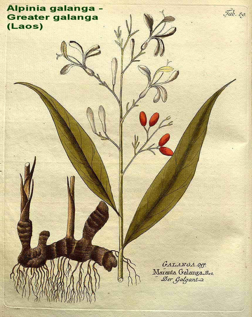 Alpinia galanga