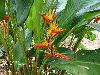 Heliconia androphilips 