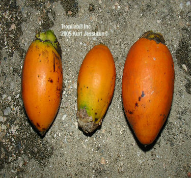 Areca fruits