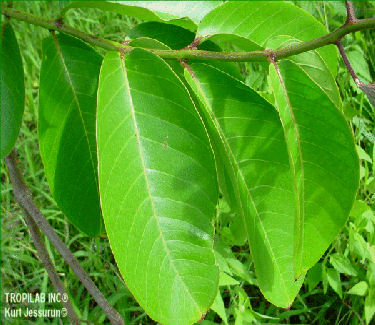 Banaba, Lagerstroemia speciosa bladeren bevatten ook Valoneic zuur Dilacton (VAD) dat gebruikt kan worden bij de behandeling 
van jicht. Ze worden ook gebruikt als een remmer van xanthine-oxidase om urinezuur niveau's te verlagen