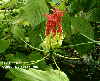 Gloriosa rotschildiana / Climbing lily