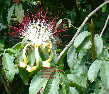 Bombax aquaticum flower