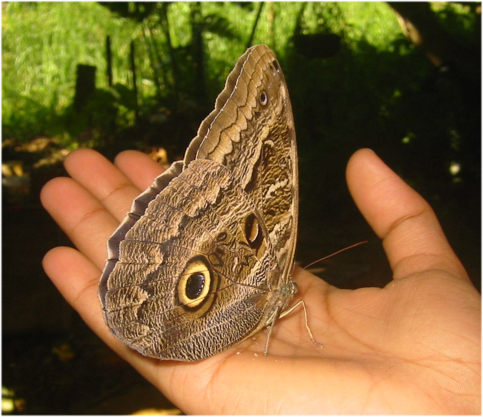 Amazon Rainforest - Caligo owl butterfly 