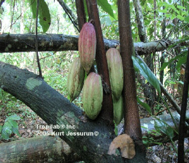 Cacao fruits on tree (Tropilab)