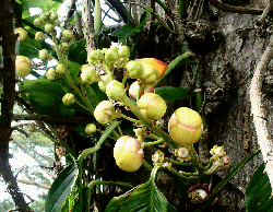 Couroupita guianensis (Cannonball tree) flowers - TROPILAB