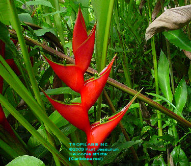 Heliconia bihai - Lobster claw red