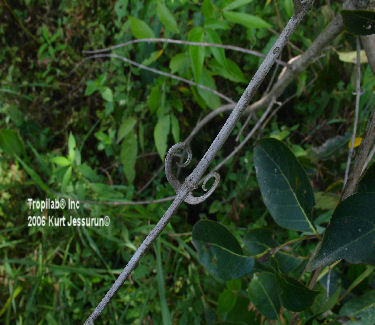 Uncaria guianensis hook-like thorns