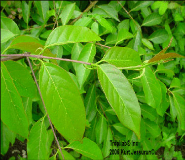 Uncaria guianensis leaves