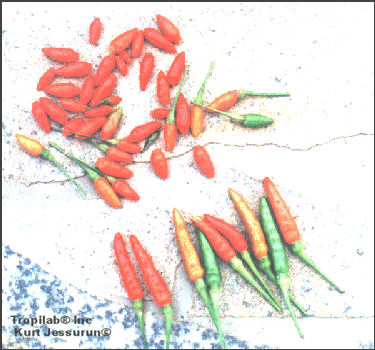 piment cayenne « Capsicum frutescens L »