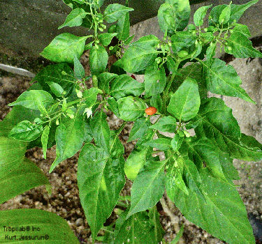 Capsicum frutescens - Cayenne pepper