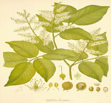 Copaifera officinalis
