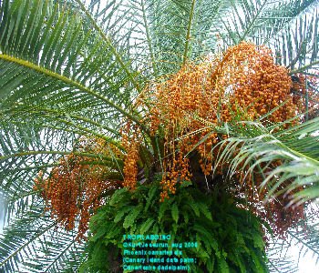 Canary Island Date palm 