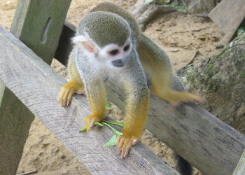Amazon Rainforest - Capuchin monkey 