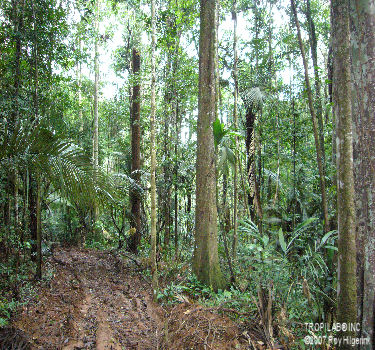 Skid trail in the Amazon rainforest Suriname
