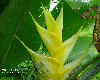 Carabea yellow 