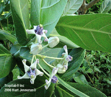 Calotropis gigantea